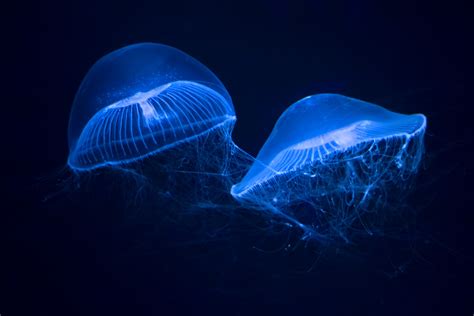 Aequorea victoria: An Enchanting Bioluminescent Wonder With Pulsating Tentacles That Captivate and Mesmerize!