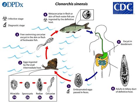 Clonorchis Sinensis:  A Devious Parasite that Masters Mimicry in its Quest for Survival!