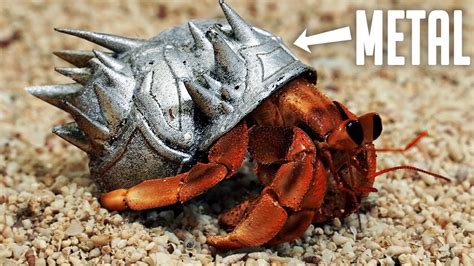  Decorated Crab:  A Tiny Armored Tank Roaming the Ocean Floor in Search of Delicious Delights!