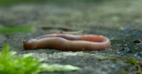  Donatiella - An Exquisite Worm that Thrives Amidst Coastal Depths and Exhibits Remarkable Burrowing Capabilities!