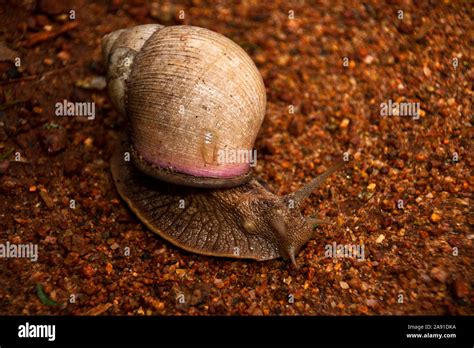  Giant African Land Snail: A Gastropod Gladiator With an Appetite for Adventure!