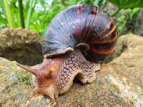  Giant African Land Snail:  A Gastropod Superstar Known For Its Remarkable Shell Size And Impressive Escargot Abilities!