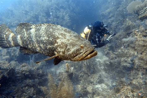 Giant Grouper: A Deep-Sea Dweller With Scales as Hard as Diamonds!