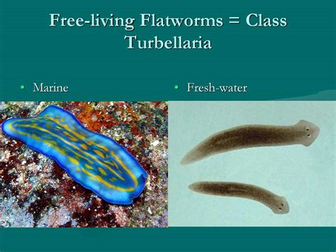 Hamburger Worm: A Free-Living Flatworm with Carnivorous Appetite!