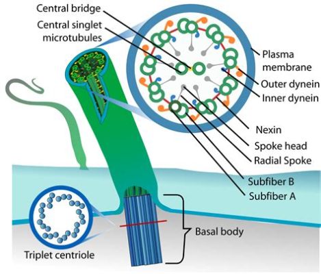  Jenyns This microscopic wonder showcases an impressive array of ciliary structures for locomotion and feeding!