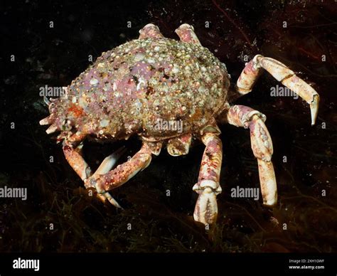  King Crab:  A Crustacean Creature That Crawls Across the Ocean Floor With a Crown Fit for Royalty!