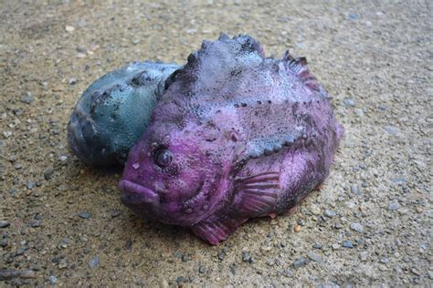  Lumpfish! A Deep-Sea Denizen That Thrives in Cold Waters and Embraces Camouflage Like an Underwater Chameleon