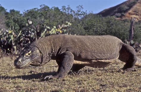 Monitor Lizards: These Agile Hunters Are Known for Their Impressive Speed and Powerful Jaws!