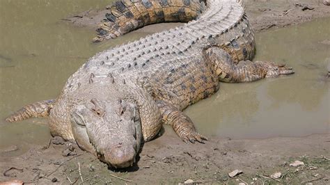 Nile Crocodile: A Master of Stealth and Ambush Predation With Ancient Lineage!