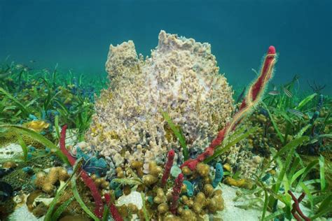 Orange Barrel Sponge! A Vibrant Underwater Architecture Exhibiting Remarkable Filtration Capabilities