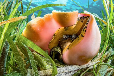  Queen Conch! A Deep Dive into the Intriguing World of this Shellfish Wonder 