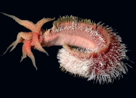  Queleboid Worm: This Bottom-Dwelling Creature Has Tentacles That Look Delicious Enough to Eat