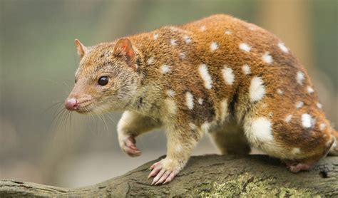  Quolls! Tiny Hunters with a Voracious Appetite for Invertebrates