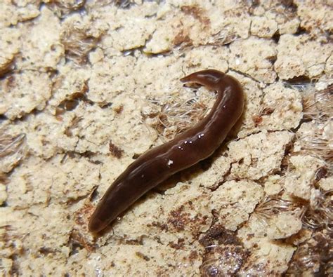  Rhynchodemus aurantiacus! This Tiny Flatworm Packs a Punch When It Comes to Colorful Regeneration