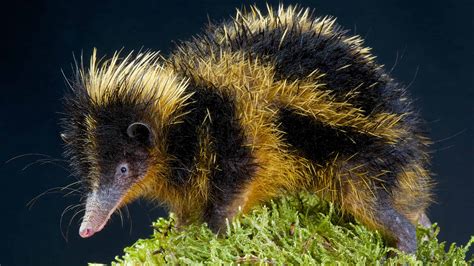  Tenrecs! These Remarkably Agile Creatures With Prickly Armor Exude an Exotic Aura!