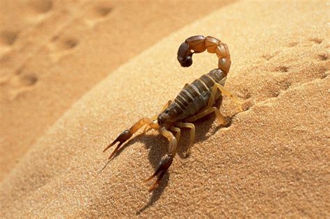  Urodacus, A Venomous Scorpion That Can Survive Harsh Desert Conditions!