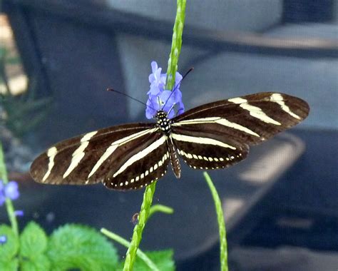  Zebra Longwing Butterfly! A Fluttery Wonder With Colorful Wings That Mimic Deadly Poisonous Insects