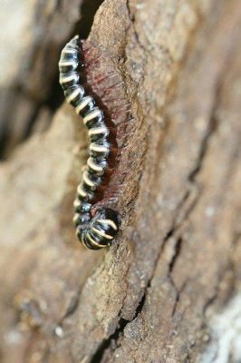 Zebra Millipede: A Crawling Curiosity With Shiny Black Armor That Moves Like a Wave!