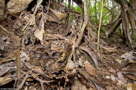 Zigzag Millipede: A Master of Camouflage Hiding in Plain Sight Among Fallen Leaves!