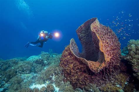 Barrel Sponge: This Remarkably Beautiful Marine Animal Filters Water Through Tiny Holes While Anchoring Itself Firmly to Rocky Substrates!