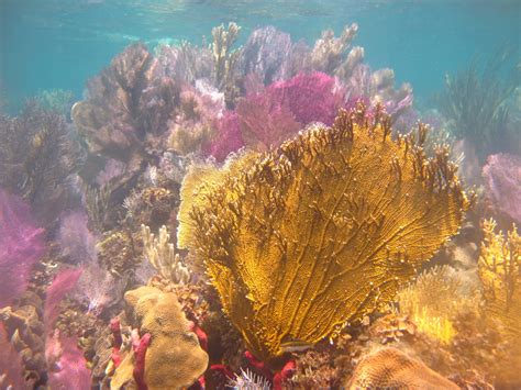 Fire Corals: A Tiny but Powerful Colony Builder With a Taste for Stinging Prey!