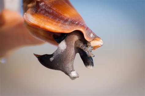  Flamboyant Fighting Conch: A Slimy Heavyweight Champion Hiding in Plain Sight!