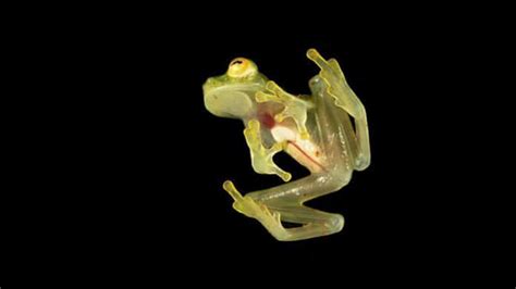  Glass Frog! A Master of Camouflage With Skin So Transparent It Lets You See Its Beating Heart