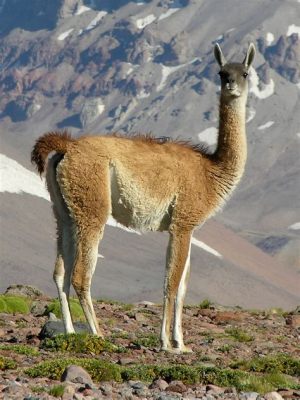  Guanaco: This Agile Creature Roams Andean Mountainsides, Embracing a Life Filled with Social Bonds and Harsh Terrain!