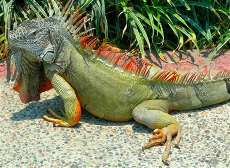 Iguana - A Tiny Terror With Legs Made For Leaping!