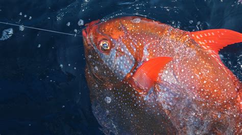  Oceanic Opah! A Fish That Thrives in Deep Waters With An Unusual Way to Regulate Its Temperature