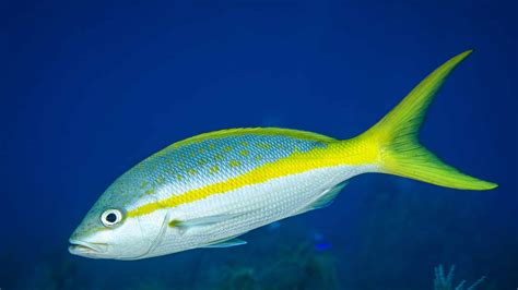  Yellowtail Snapper: An Agile Predator Hiding In Plain Sight! 